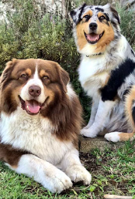 australian shepherd en Uruguay