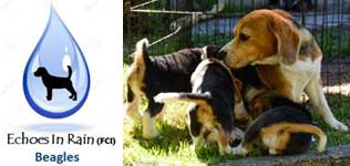 criadero de beagles uruguay Echoes in Rain Uruguay