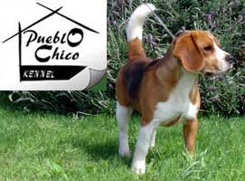 criadero beagles jack russell terrier