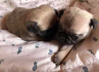 cachorros Pug venta Uruguay