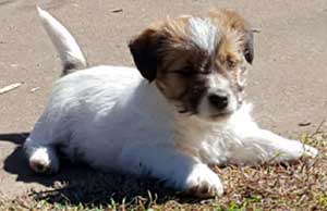 cachorros jack russell terrier Uruguay