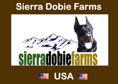 Doberman Sierra Dobie Farms