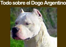 Dogos Argentinos