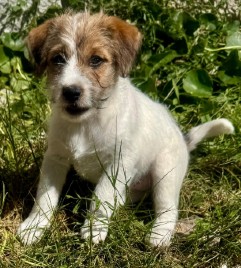 venta jack russell terrier uruguay