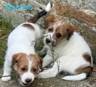 venta jack russell terrier uruguay