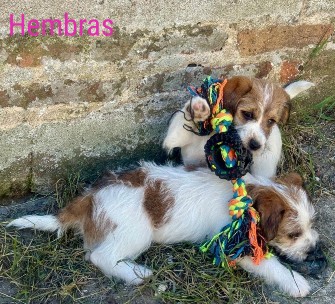 venta jack russell terrier uruguay