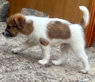 venta jack russell terrier uruguay
