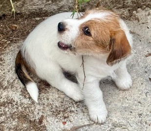 venta jack russell terrier uruguay