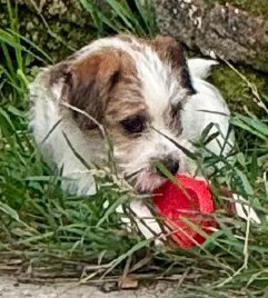 venta jack russell terrier uruguay