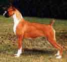 boxer