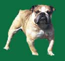 bulldog inglés