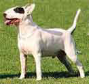 bullterrier