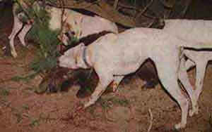 caza con dogos argentinos