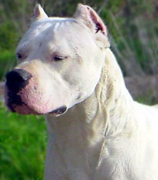 dogo argentino