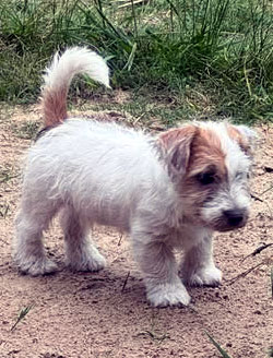 venta jack russell terrier uruguay
