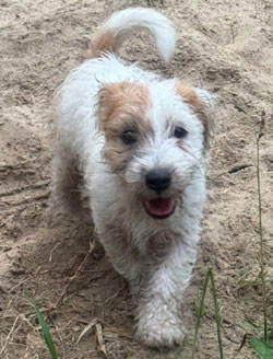 venta jack russell terrier uruguay