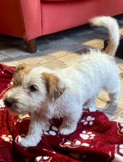 venta jack russell terrier uruguay
