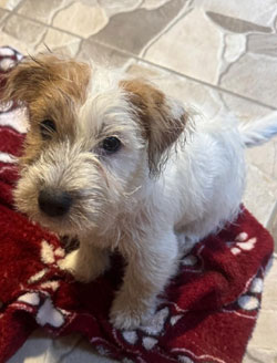 venta jack russell terrier uruguay
