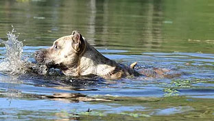 cimarron uruguayo